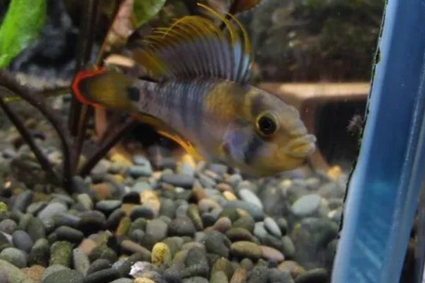 琴尾短鲷好不好养，具有一定的饲养难度