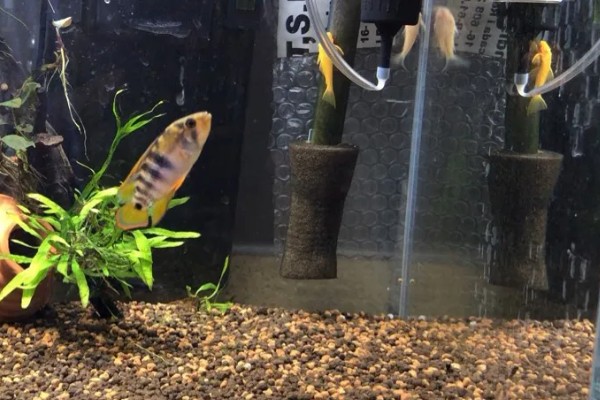 琴尾短鲷好不好养，具有一定的饲养难度