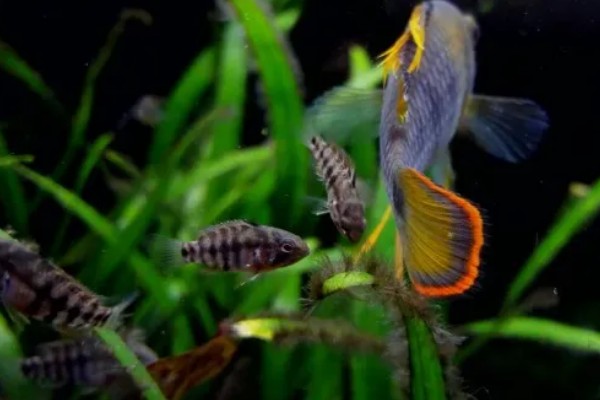 琴尾短鲷好不好养，具有一定的饲养难度