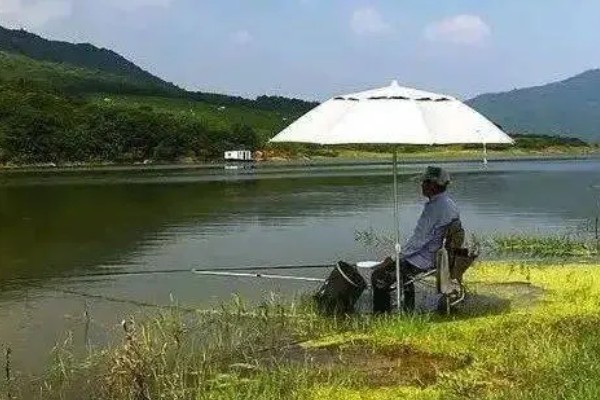 六月钓鱼技巧，首选钓点是树荫下