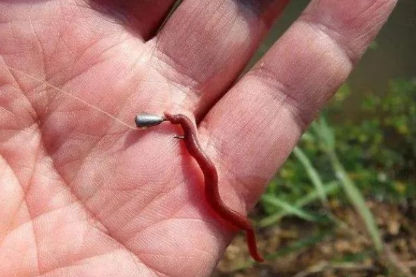 六月钓鱼技巧，首选钓点是树荫下
