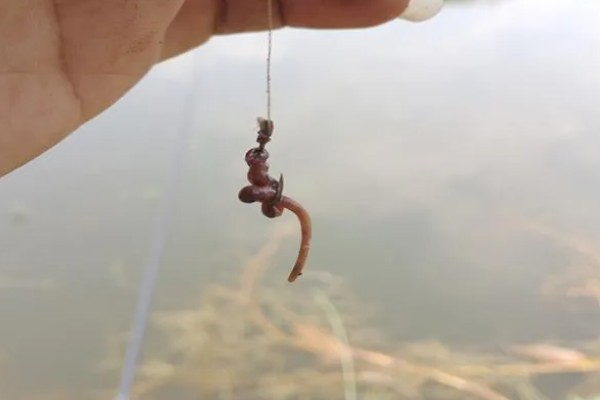 六月钓鱼技巧，首选钓点是树荫下