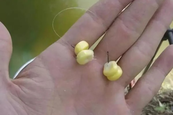 六月钓鱼技巧，首选钓点是树荫下