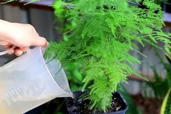 夏天文竹怎么浇水，最好是在早上或傍晚进