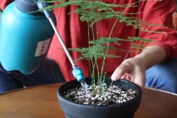 夏天文竹怎么浇水，最好是在早上或傍晚进