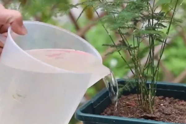 夏天文竹怎么浇水，最好是在早上或傍晚进