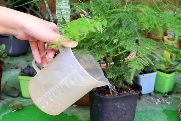 夏天文竹怎么浇水，最好是在早上或傍晚进