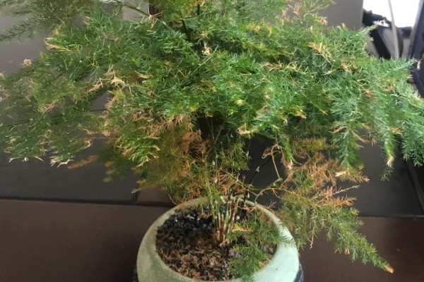 夏天文竹怎么浇水，最好是在早上或傍晚进