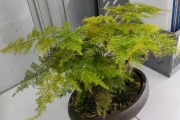 夏天文竹怎么浇水，最好是在早上或傍晚进