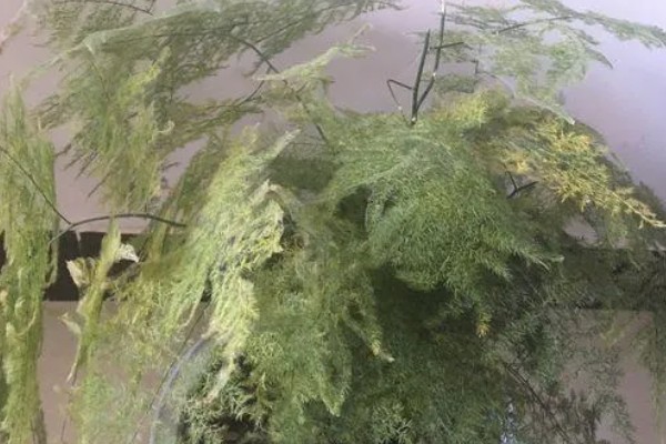 夏天文竹怎么浇水，最好是在早上或傍晚进