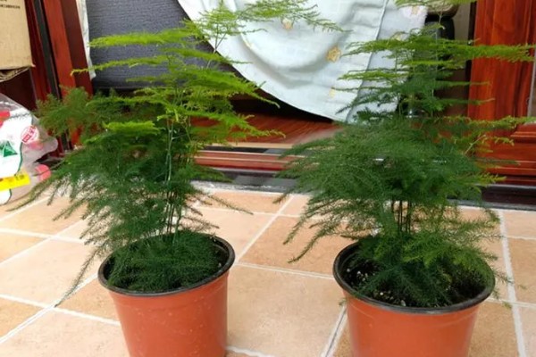 夏天文竹怎么浇水，最好是在早上或傍晚进