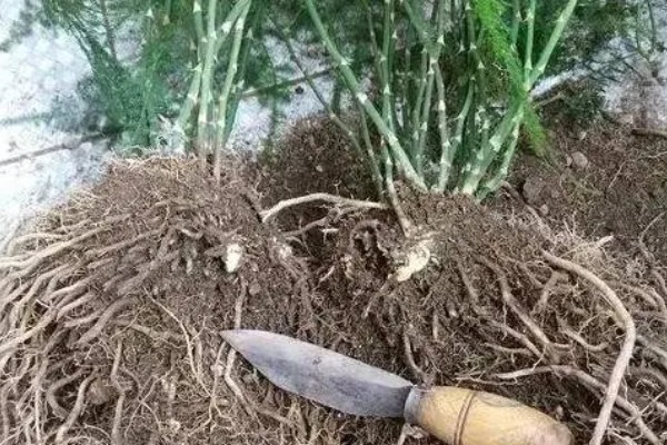 夏天文竹怎么浇水，最好是在早上或傍晚进