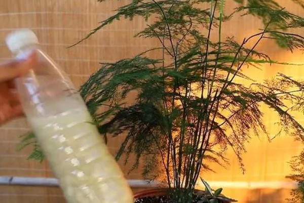 夏天文竹怎么浇水，最好是在早上或傍晚进