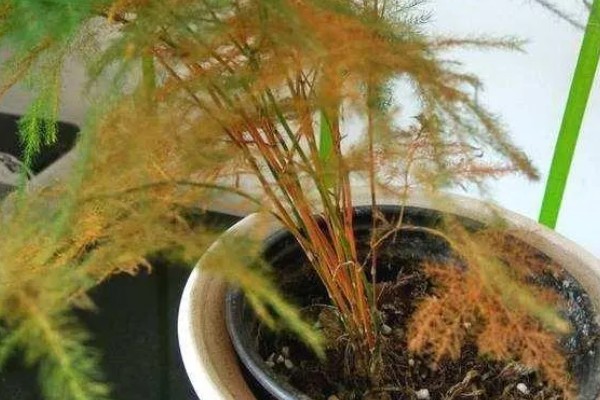 夏天文竹怎么浇水，最好是在早上或傍晚进