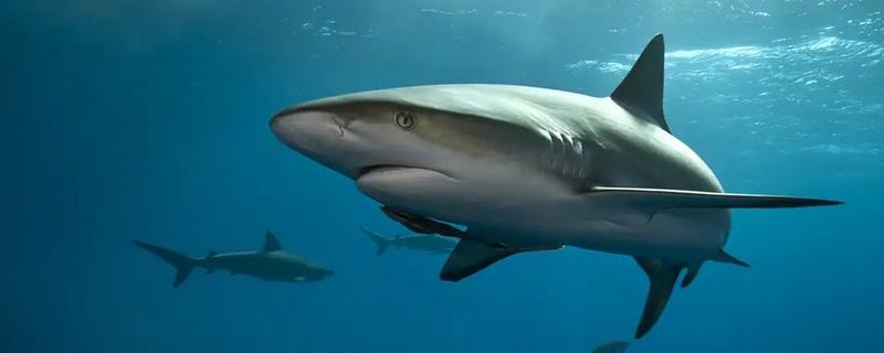 鲨鱼会不会攻击人类，鲨鱼会攻击人类