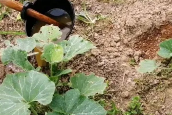 提高南瓜产量的方法，支蔓长到2米时要引蔓上架