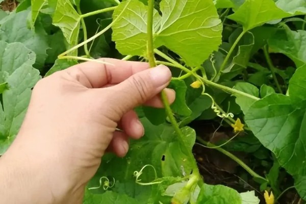 提高南瓜产量的方法，支蔓长到2米时要引蔓上架
