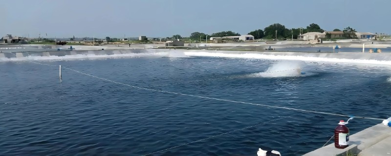 下雨后怎么处理鱼池，需开启增氧机补充氧气