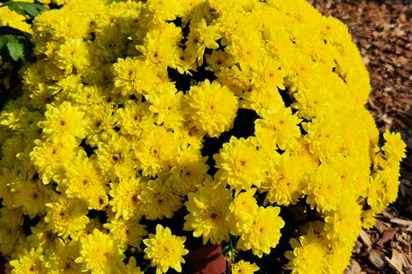 菊花有哪几种颜色，常见的有红、黄、白等
