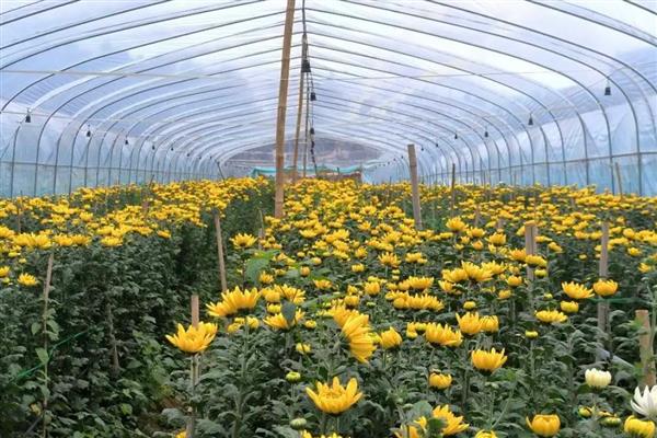菊花有哪几种颜色，常见的有红、黄、白等