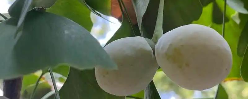 怎么吃银杏果，可做甜菜或搭配粉葛丁吃