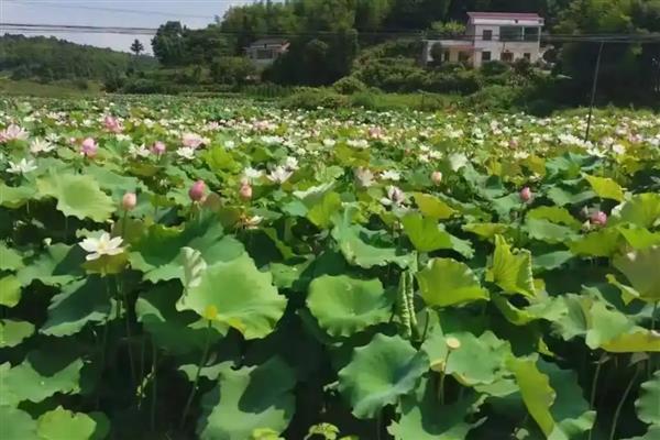 有名的莲子产地有哪些，福建、湖北、山东等省份产出的莲子品质较好