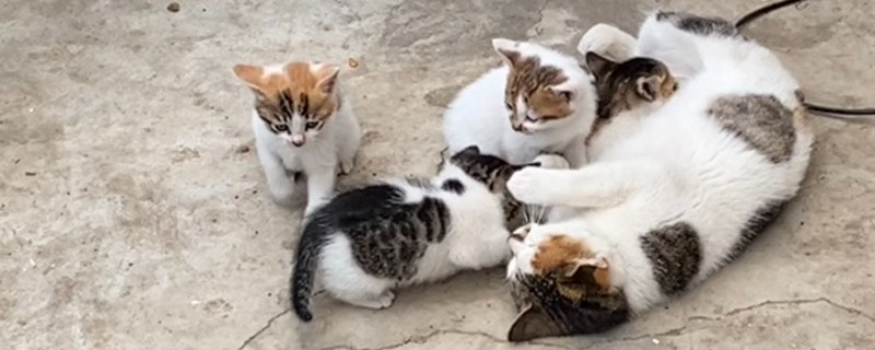 如何预防猫咪感染猫鼻支，可补充一些赖氨酸