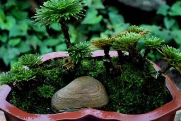 家里为什么不能养卷柏,家里是可以养卷柏的