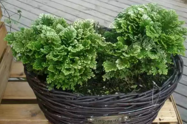 家里为什么不能养卷柏,家里是可以养卷柏的