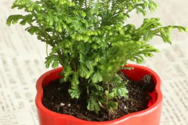 家里为什么不能养卷柏,家里是可以养卷柏的