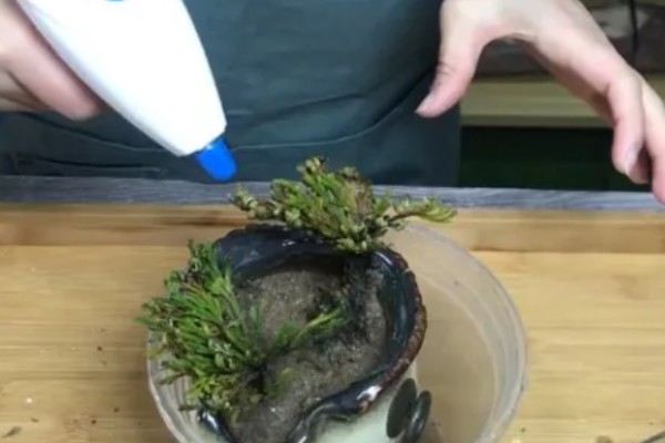 家里为什么不能养卷柏,家里是可以养卷柏的