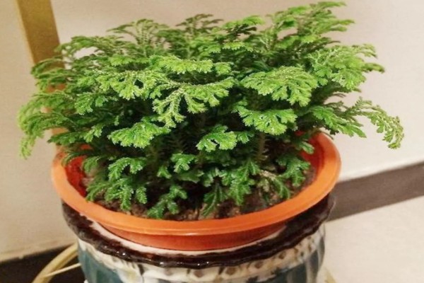 家里为什么不能养卷柏,家里是可以养卷柏的