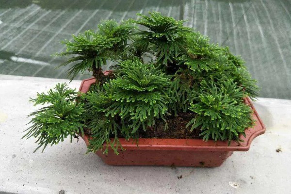 家里为什么不能养卷柏,家里是可以养卷柏的