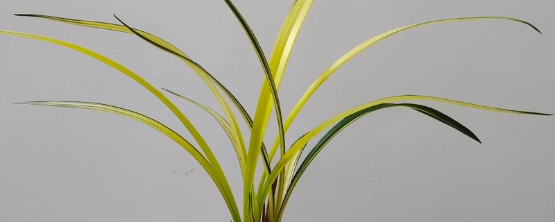 怎么养叶艺兰花，适宜的生长温度为16-24度