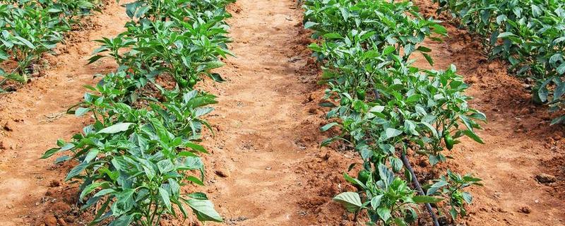 辣椒是喜水还是喜欢旱地，既不耐旱也不耐涝