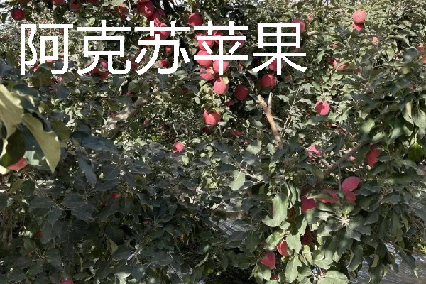 当前种哪些果树利润高，阿克苏苹果、红心猕猴桃等品种值得考虑