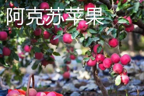 当前种哪些果树利润高，阿克苏苹果、红心猕猴桃等品种值得考虑