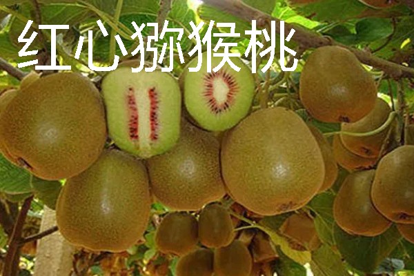 当前种哪些果树利润高，阿克苏苹果、红心猕猴桃等品种值得考虑