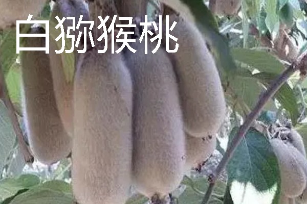 当前种哪些果树利润高，阿克苏苹果、红心猕猴桃等品种值得考虑