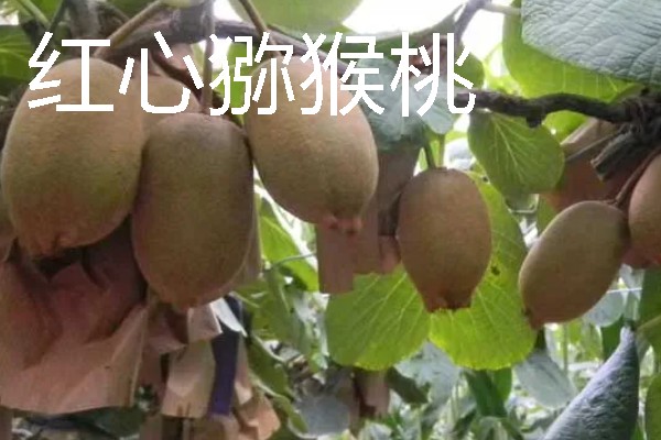 当前种哪些果树利润高，阿克苏苹果、红心猕猴桃等品种值得考虑