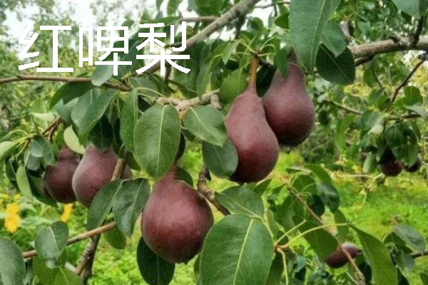 当前种哪些果树利润高，阿克苏苹果、红心猕猴桃等品种值得考虑