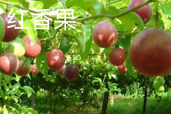 当前种哪些果树利润高，阿克苏苹果、红心猕猴桃等品种值得考虑