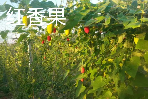 当前种哪些果树利润高，阿克苏苹果、红心猕猴桃等品种值得考虑