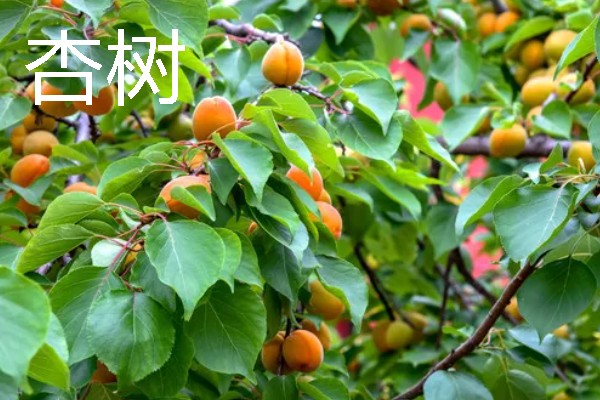 当前种哪些果树利润高，阿克苏苹果、红心猕猴桃等品种值得考虑