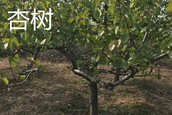 当前种哪些果树利润高，阿克苏苹果、红心猕猴桃等品种值得考虑