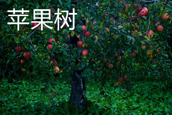 当前种哪些果树利润高，阿克苏苹果、红心猕猴桃等品种值得考虑