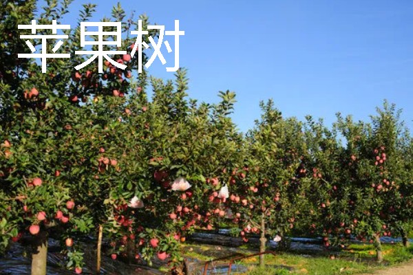 当前种哪些果树利润高，阿克苏苹果、红心猕猴桃等品种值得考虑