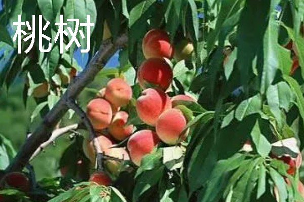 当前种哪些果树利润高，阿克苏苹果、红心猕猴桃等品种值得考虑
