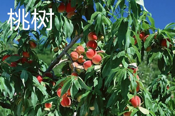 当前种哪些果树利润高，阿克苏苹果、红心猕猴桃等品种值得考虑