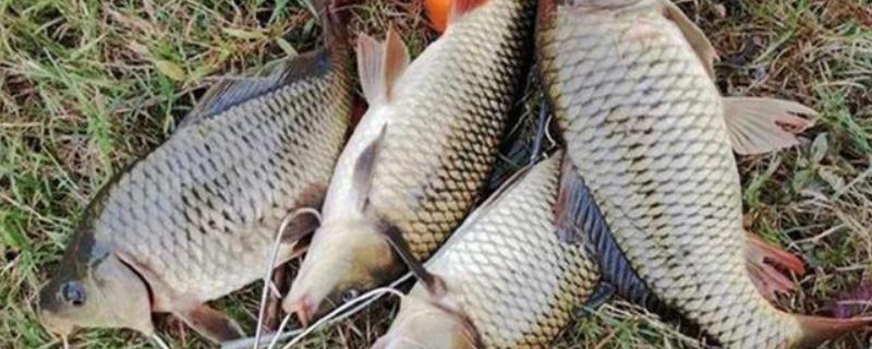 怎么在河中野钓鲤鱼，台钓、传统钓是常用方法